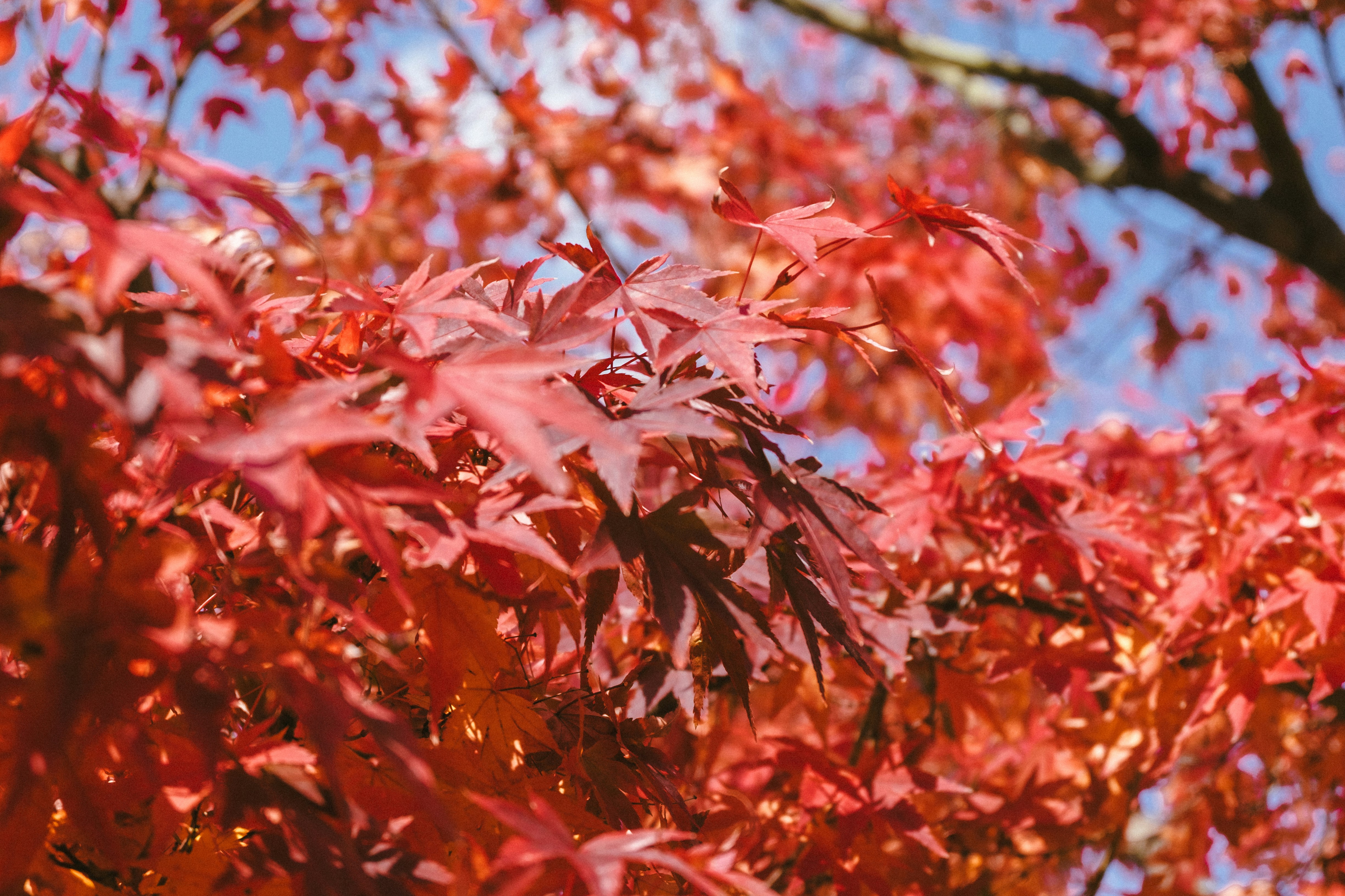 Autumn maple leaves in vibrant red and orange hues